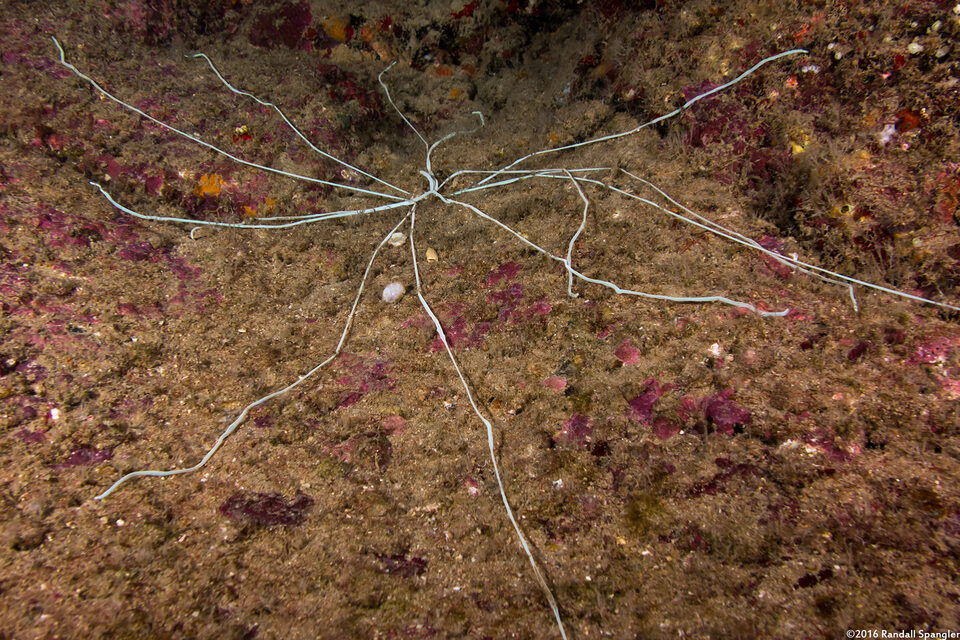 Loimia medusa (Medusa Spaghetti Worm)