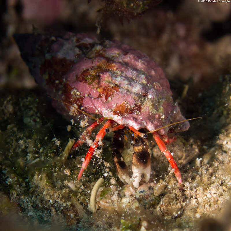 Calcinus laurentae (Laurent's Hermit Crab)