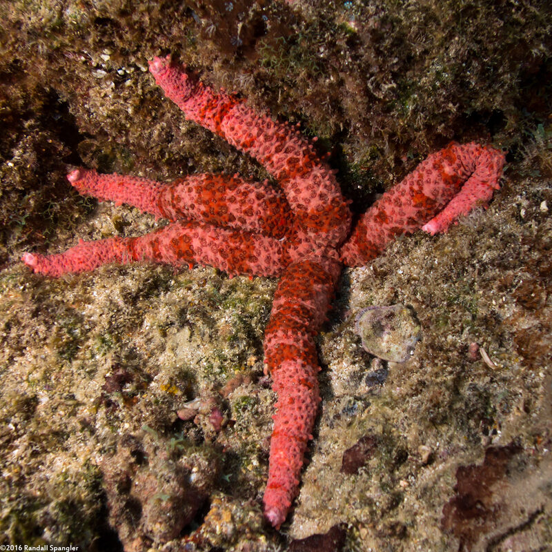 Mithrodia fisheri (Fisher's Star)