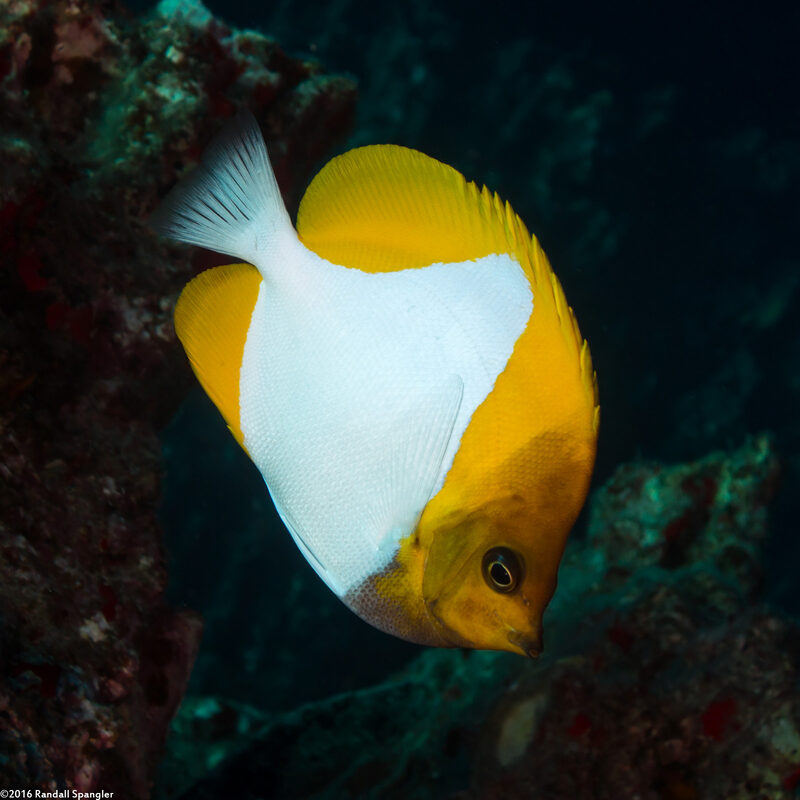 Hemitaurichthys polylepis (Pyramid Butterflyfish)