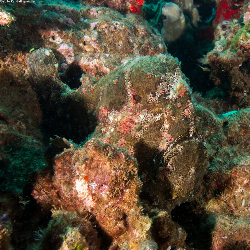Antennarius commerson (Commerson's Frogfish)