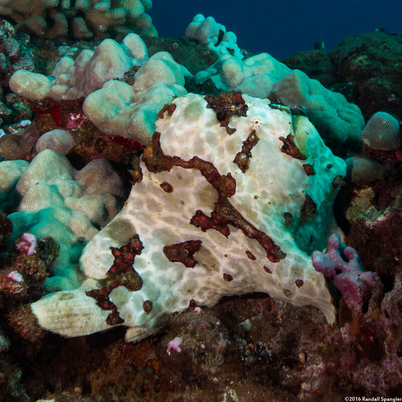 Antennarius commerson (Commerson's Frogfish)
