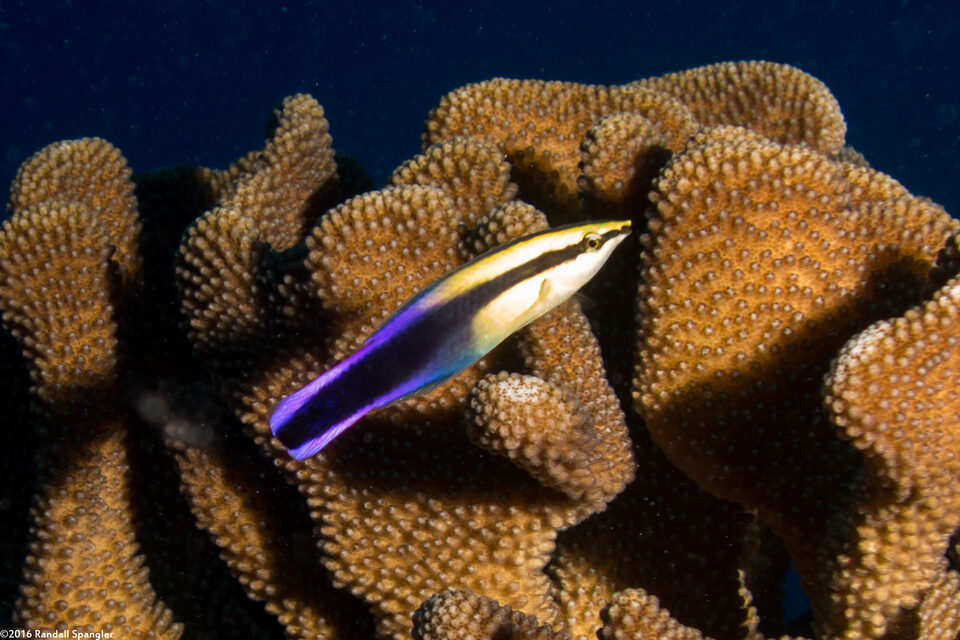 Labroides phthirophagus (Hawaiian Cleaner Wrasse)