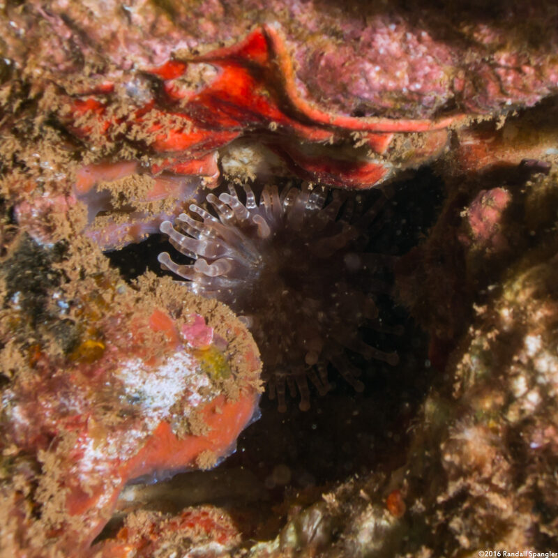 Telmatactis decora (Pleasing Anemone)