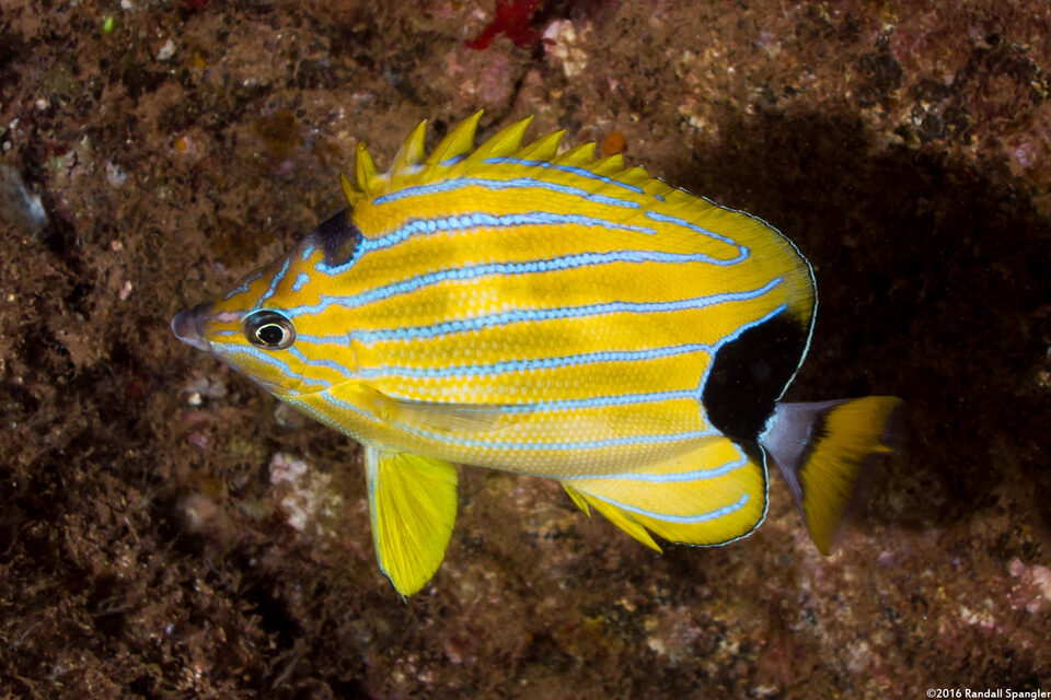 Chaetodon fremblii (Bluestripe Butterflyfish)