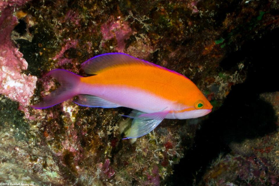 Pseudanthias bicolor (Bicolor Anthias)