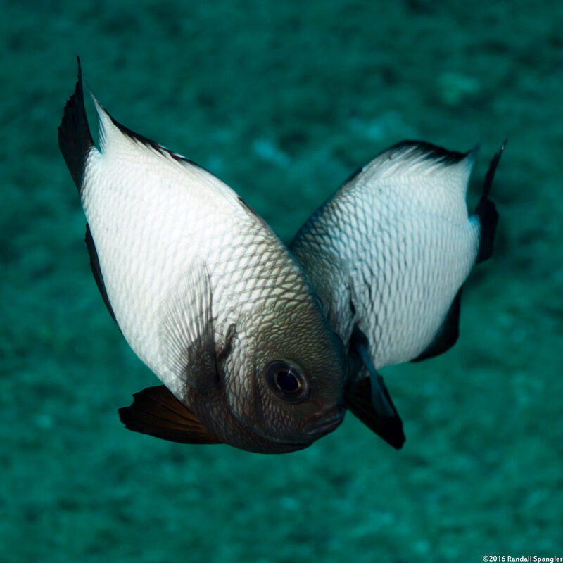 Dascyllus albisella (Hawaiian Dascyllus)