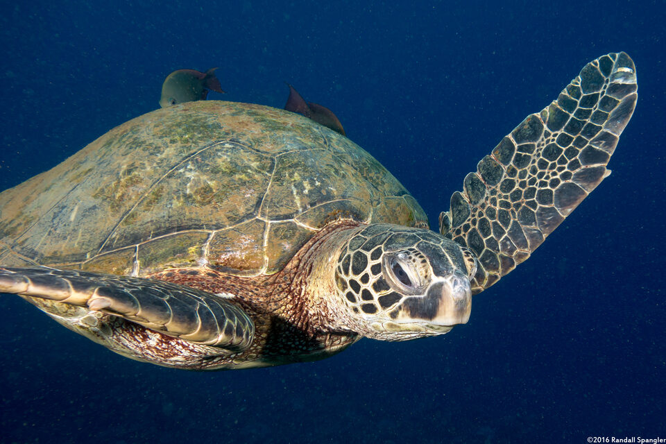 Chelonia mydas (Green Sea Turtle)