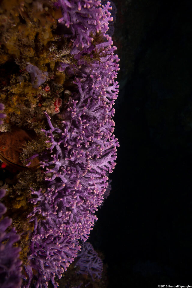 Stylaster californicus (California Hydrocoral)
