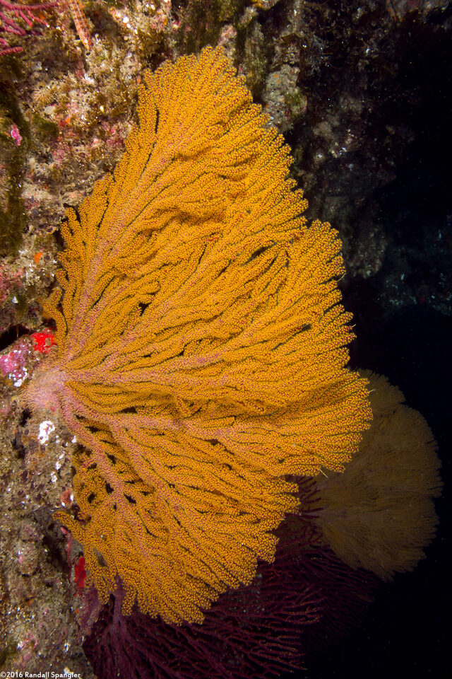 Muricea californica (California Golden Gorgonian)