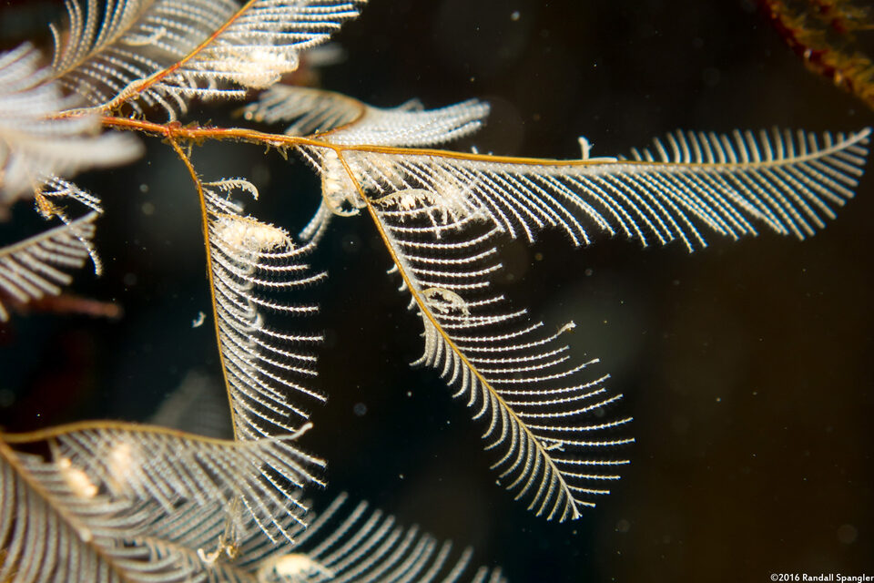 Aglaophenia sp.1 (White Feather Hydroid)