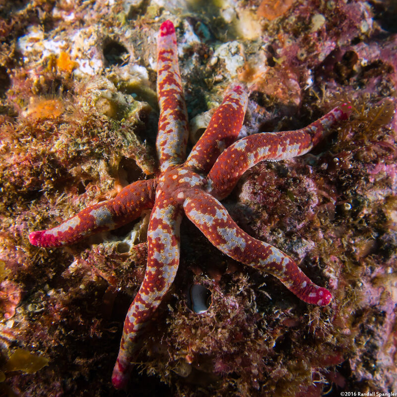 Linckia columbiae (Fragile Star)
