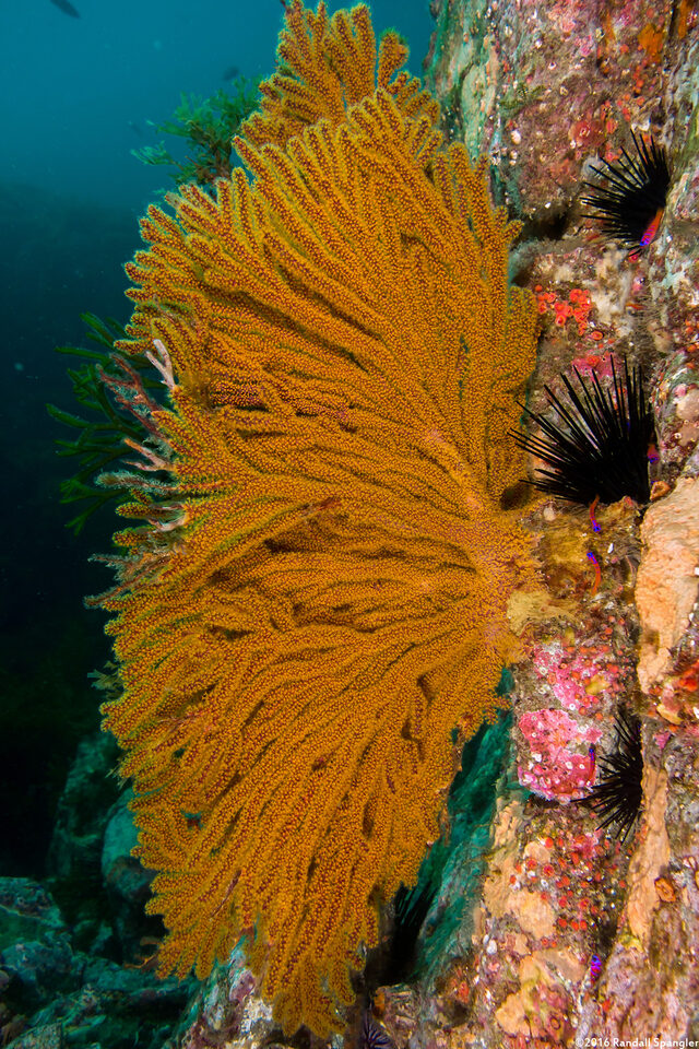 Muricea californica (California Golden Gorgonian)