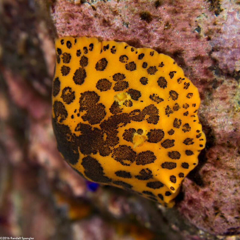 Peltodoris mullineri (Mulliner's Dorid)