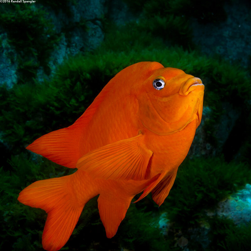 Hypsypops rubicundus (Garibaldi)