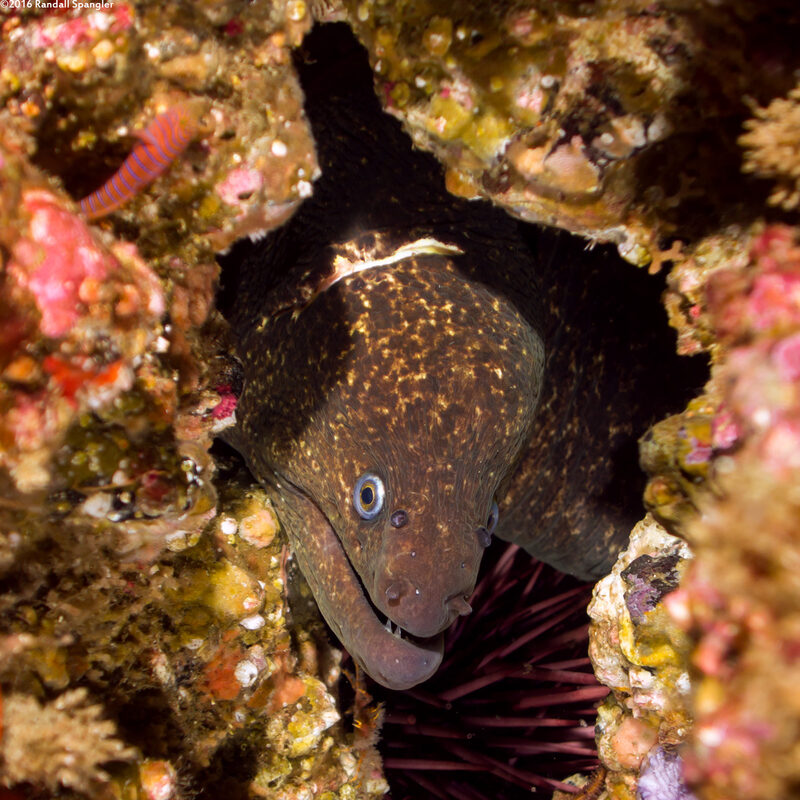 Gymnothorax mordax (California Moray)