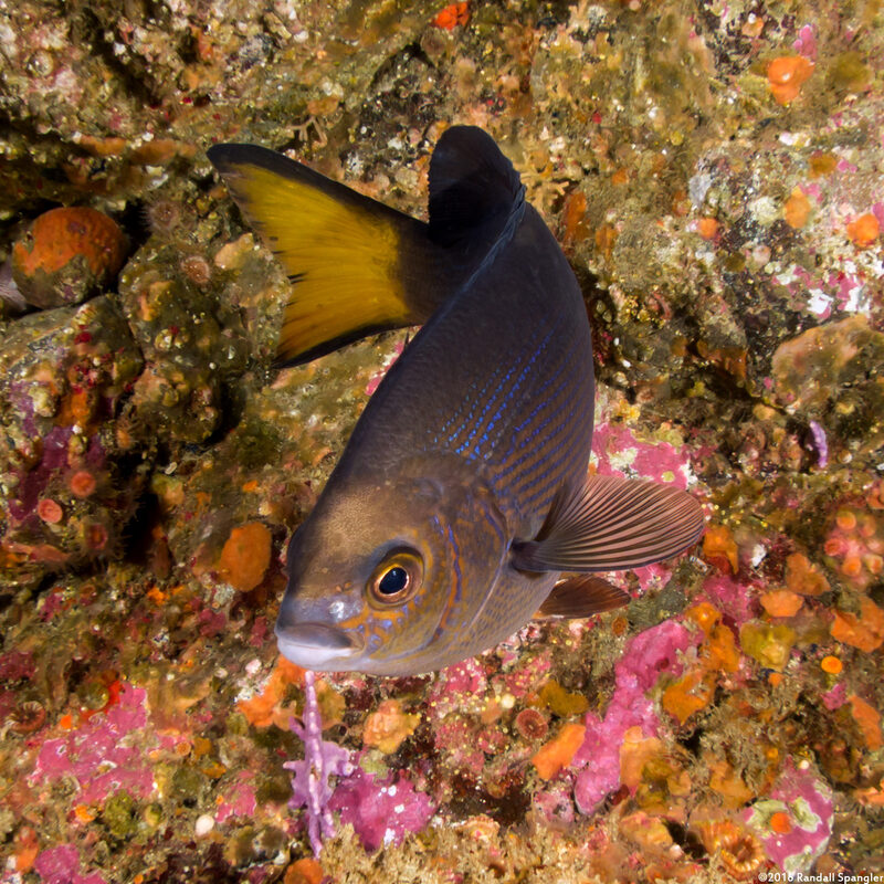 Embiotoca lateralis (Striped Seaperch)