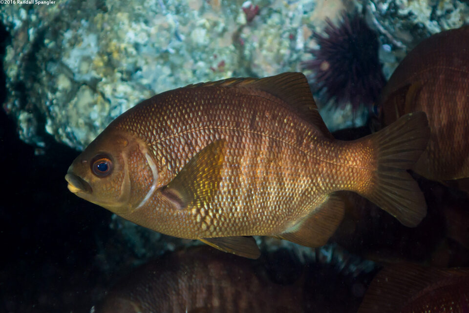 Embiotoca jacksoni (Black Perch)