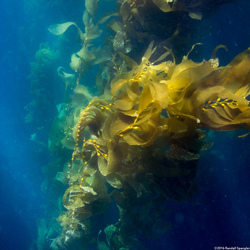 Macrocystis pyrifera (Giant Kelp)