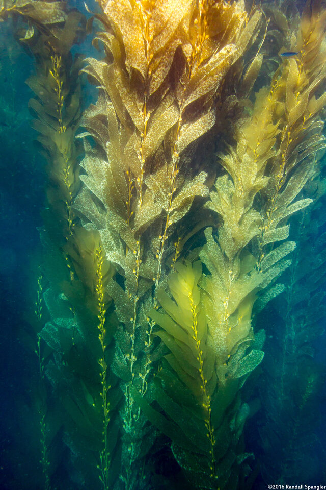 Macrocystis pyrifera (Giant Kelp)