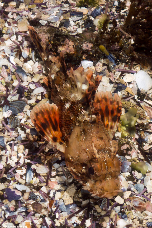 Scorpaena guttata (California Scorpionfish)