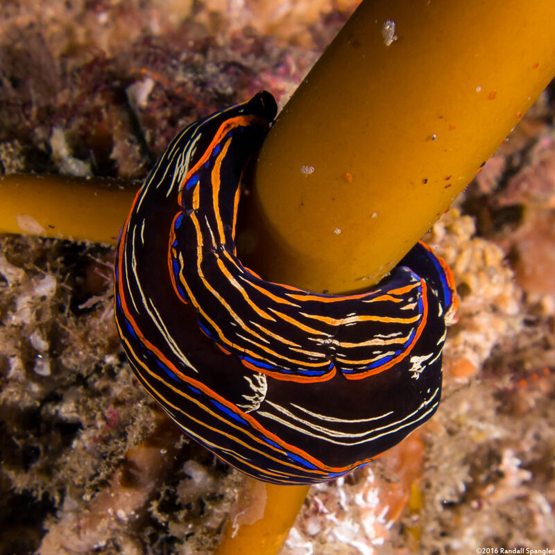 Navanax inermis (Navanax)