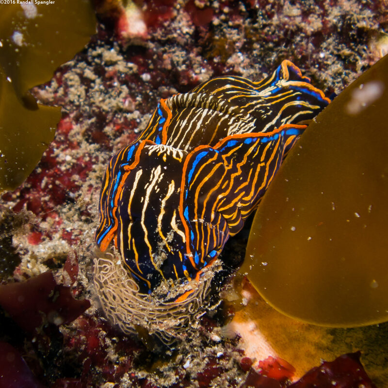 Navanax inermis (Navanax); Laying eggs