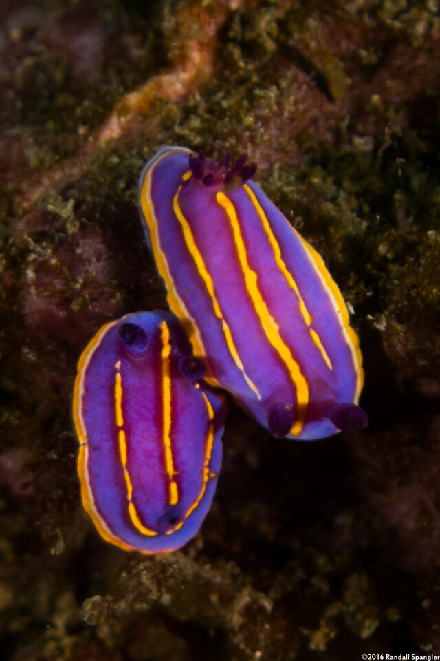 Felimida macfarlandi (MacFarland's Chromodorid)