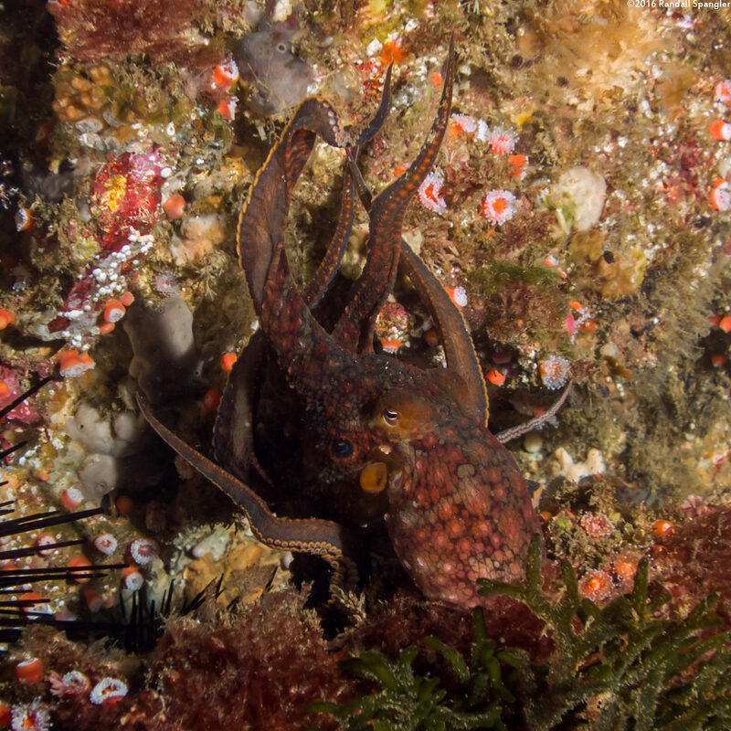 Octopus bimaculatus (Two-Spot Octopus)