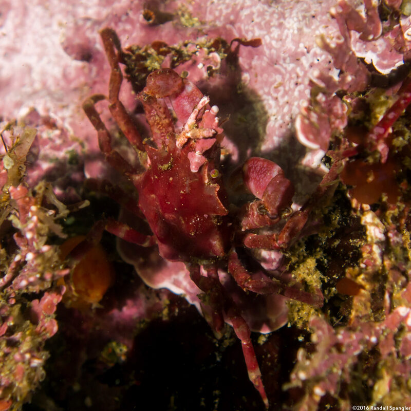 Pugettia richii (Cryptic Kelp Crab)