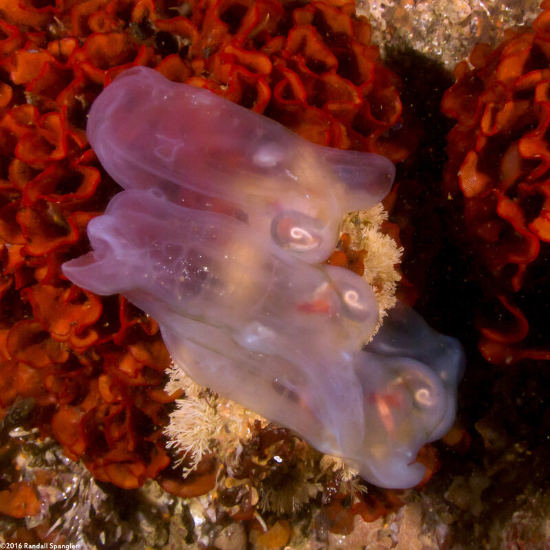 Thetys vagina (Pelagic Tunicate)