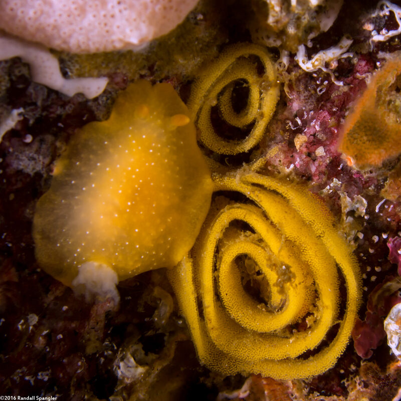 Doriopsilla fulva (White-Speckled Dorid); Laying eggs
