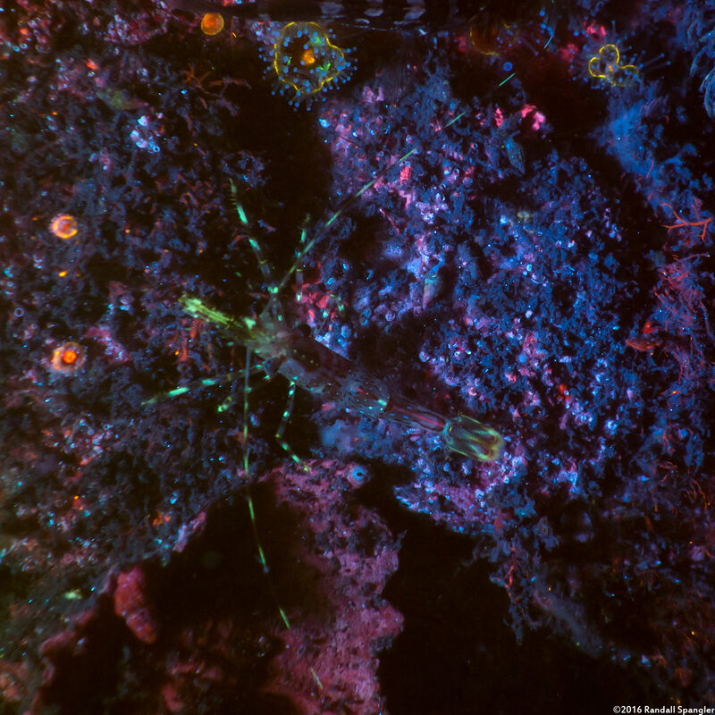 Pandalus danae (Dock Shrimp)