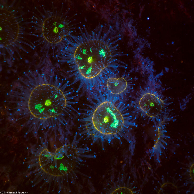 Corynactis californica (Club-Tipped Anemone)