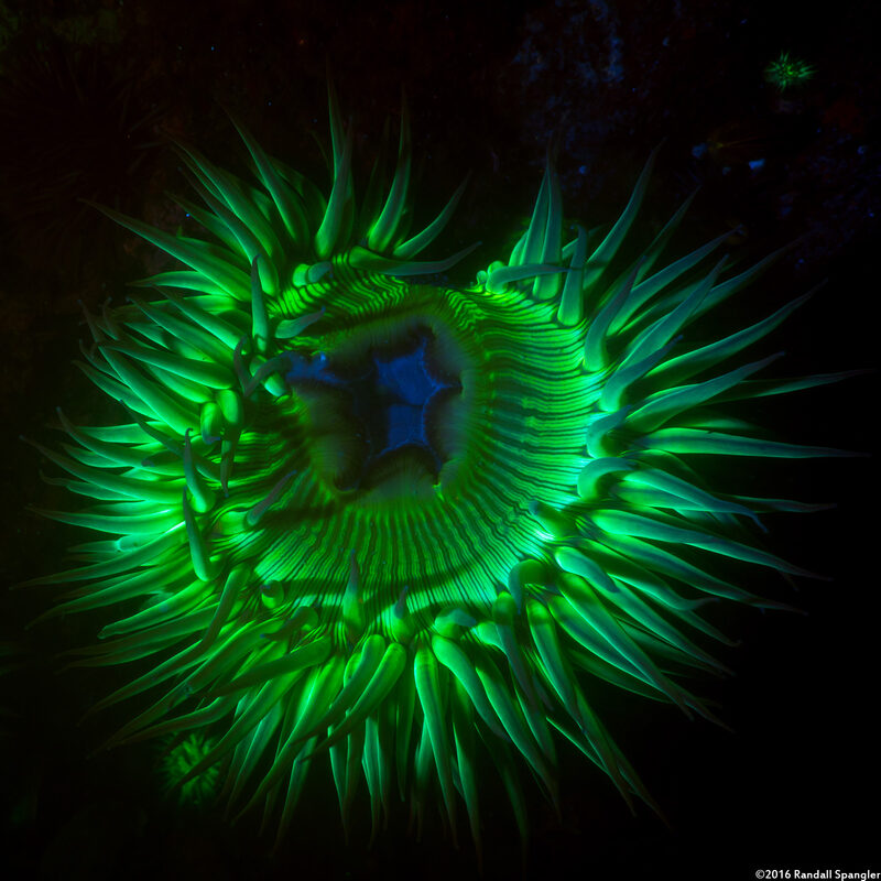 Anthopleura sola (Sunburst Anemone)