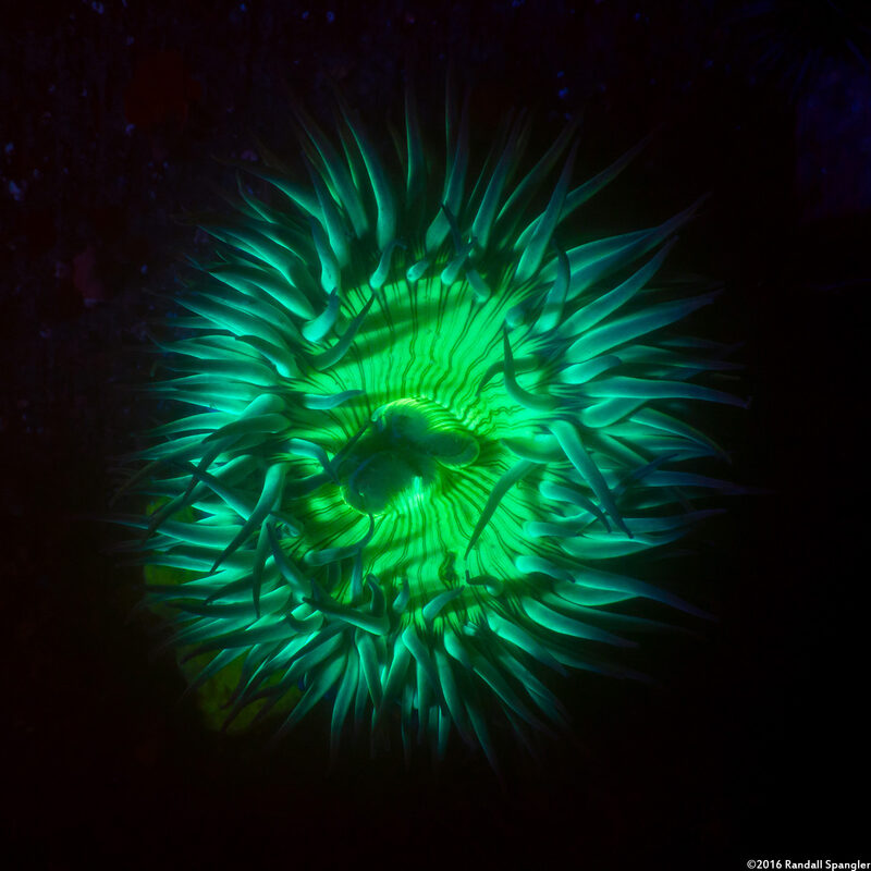 Anthopleura sola (Sunburst Anemone)