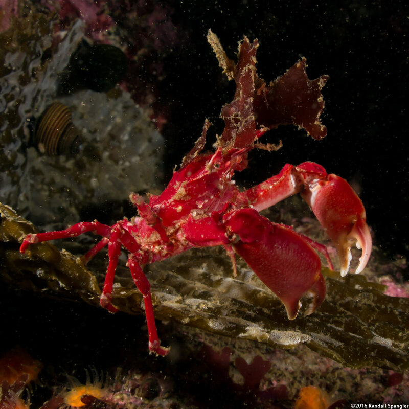 Pugettia richii (Cryptic Kelp Crab)