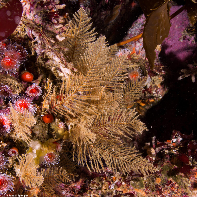 Abietinaria sp.1 (Sea Fir)