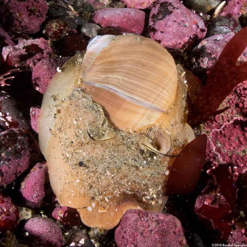 Neverita lewisii (Lewis's Moon Snail)