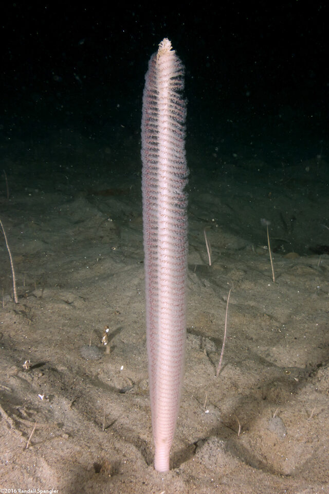 Stylatula elongata (White Sea Pen)