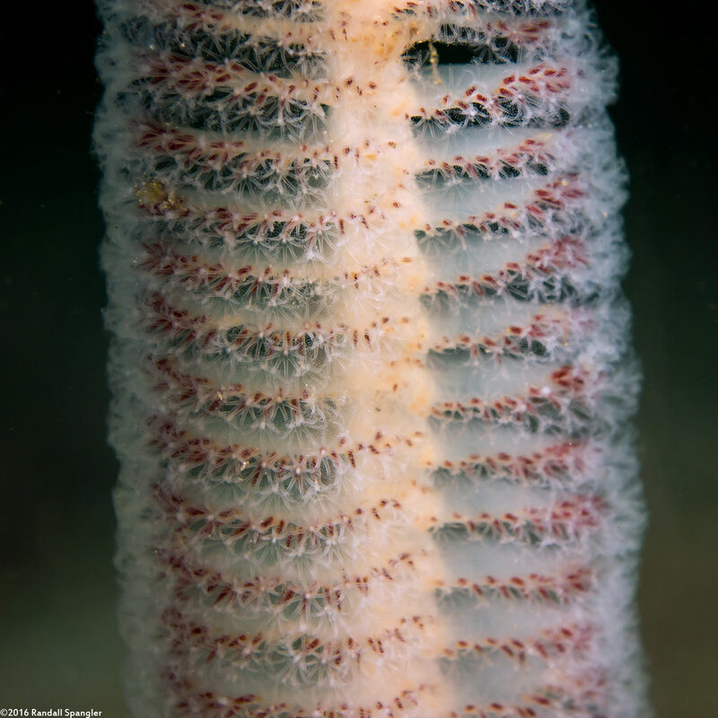 Stylatula elongata (White Sea Pen)