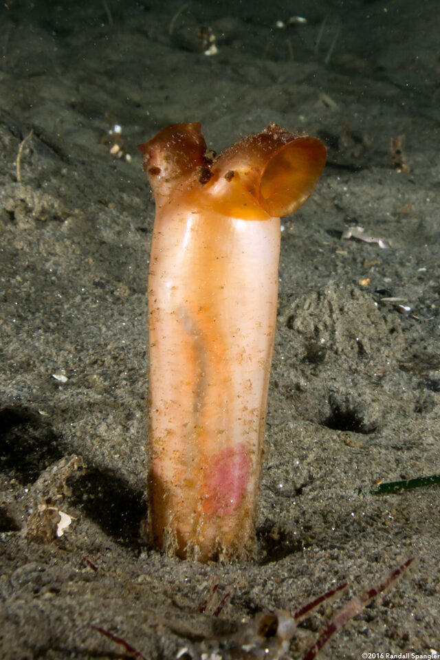 Styela montereyensis (Stalked Tunicate)