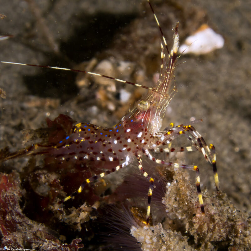 Pandalus danae (Dock Shrimp)