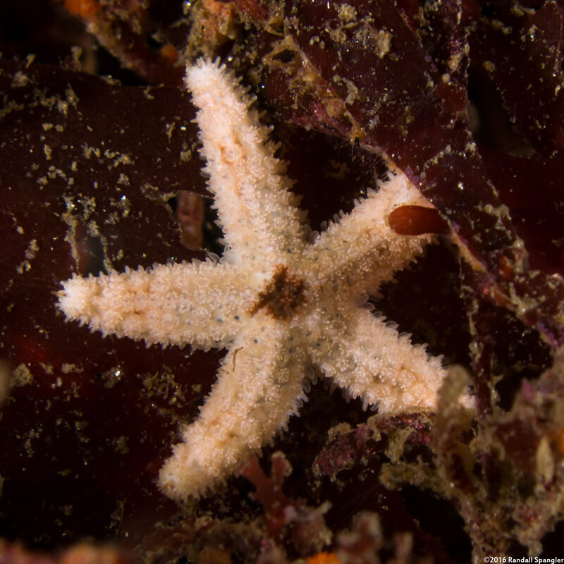 Pisaster ochraceus (Ochre Star)