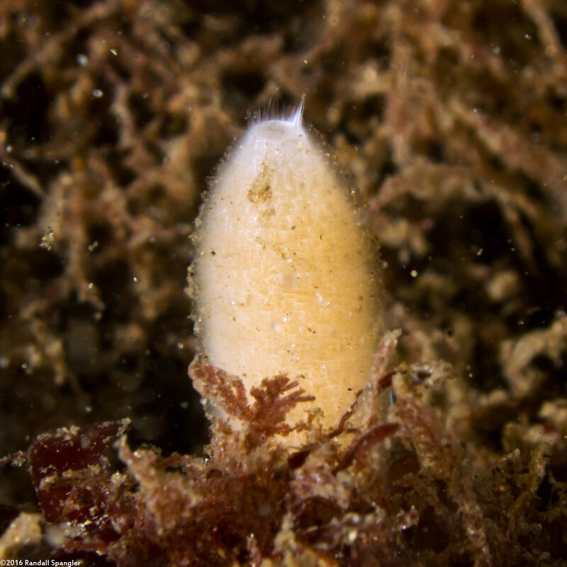 Leucilla nuttingi (Urn Sponge)