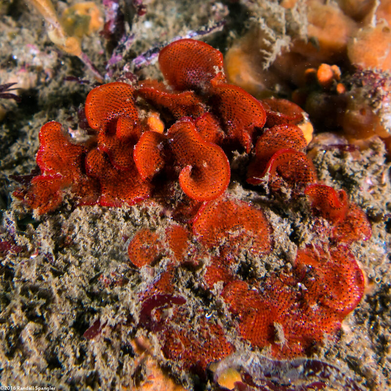 Watersipora subtorquata (Red-Rust Bryozoan)