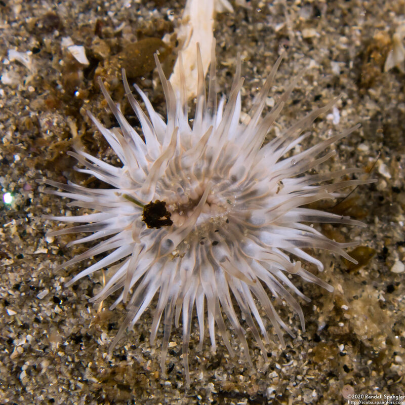 Diadumene leucolena (Ghost Anemone)