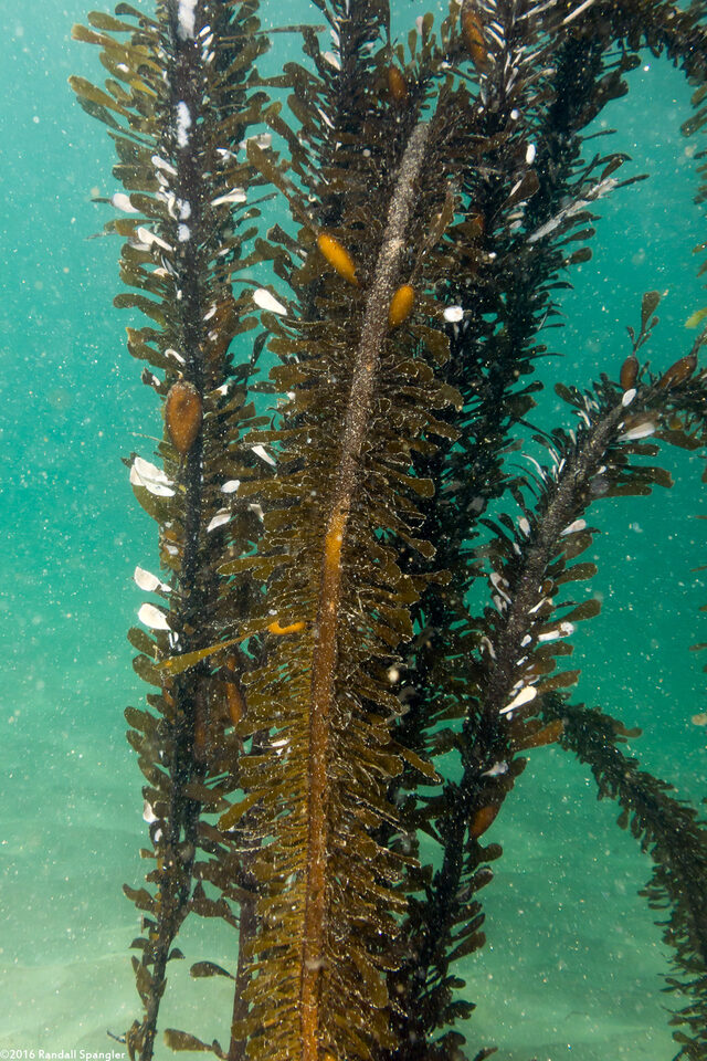 Egregia menziesii (Feather Boa Kelp)