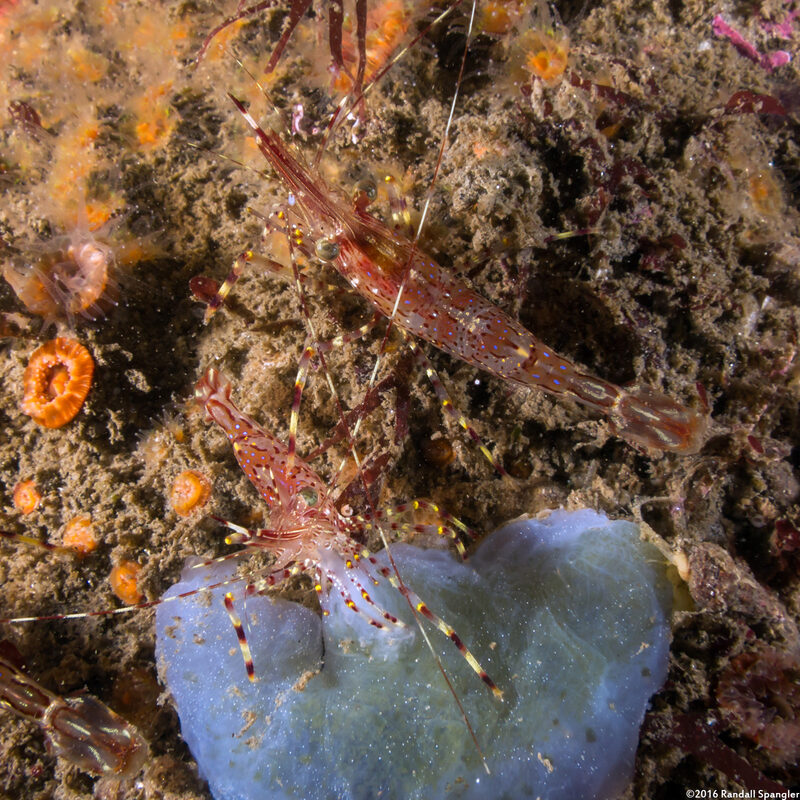 Pandalus danae (Dock Shrimp)