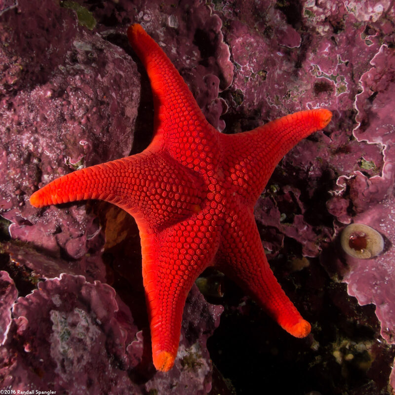 Mediaster aequalis (Red Sea Star)